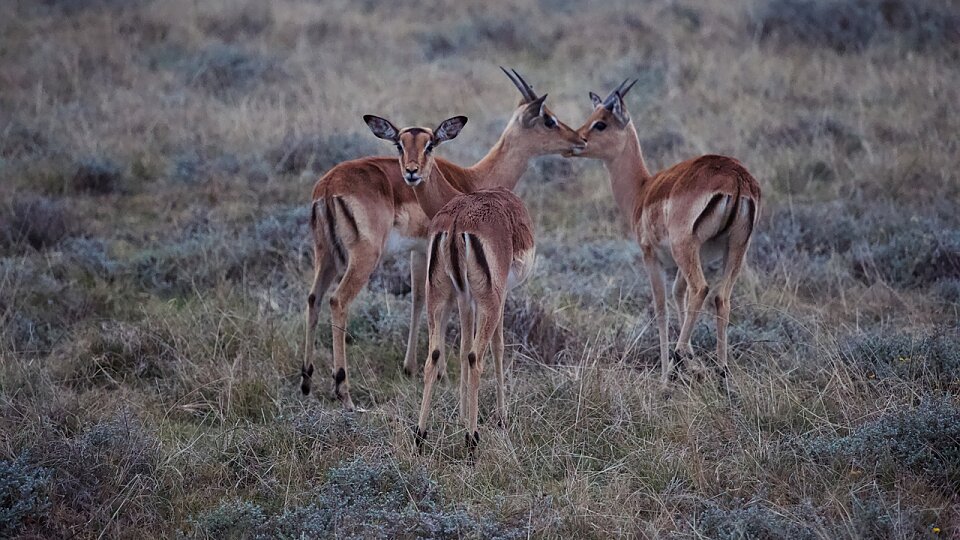 /images/r/africa-4453634_1280/c960x540g0-128-1280-848/africa-4453634_1280.jpg