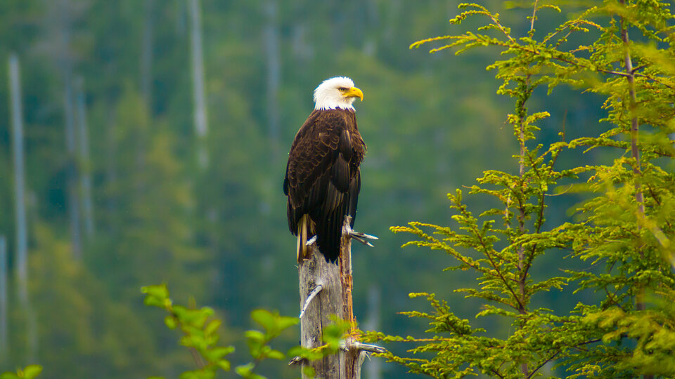 /images/r/alaska_wildlife-1/c960x540g1-219-2048-1371/alaska_wildlife-1.jpg