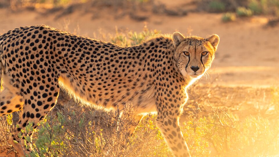/images/r/cheetah/c960x540g0-180-5044-3018/cheetah.jpg