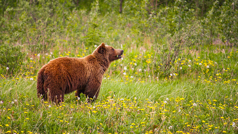 /images/r/grizzly-73505-2/c960x540g0-204-2048-1356/grizzly-73505-2.jpg