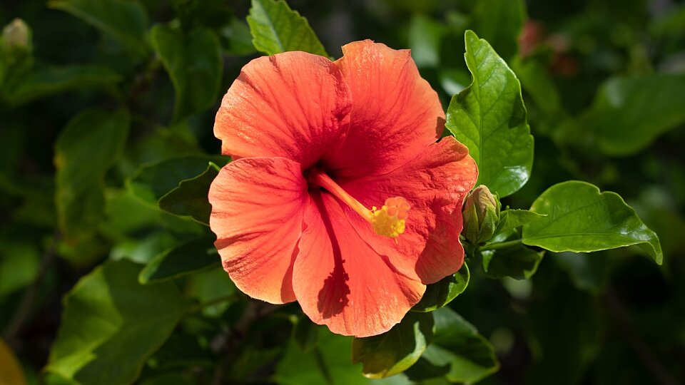 /images/r/hibiscus-cozumel/c960x540g0-59-1280-779/hibiscus-cozumel.jpg