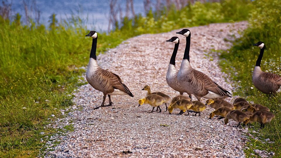 /images/r/ijsselmeer-village-geese/c960x540g0-128-1280-848/ijsselmeer-village-geese.jpg