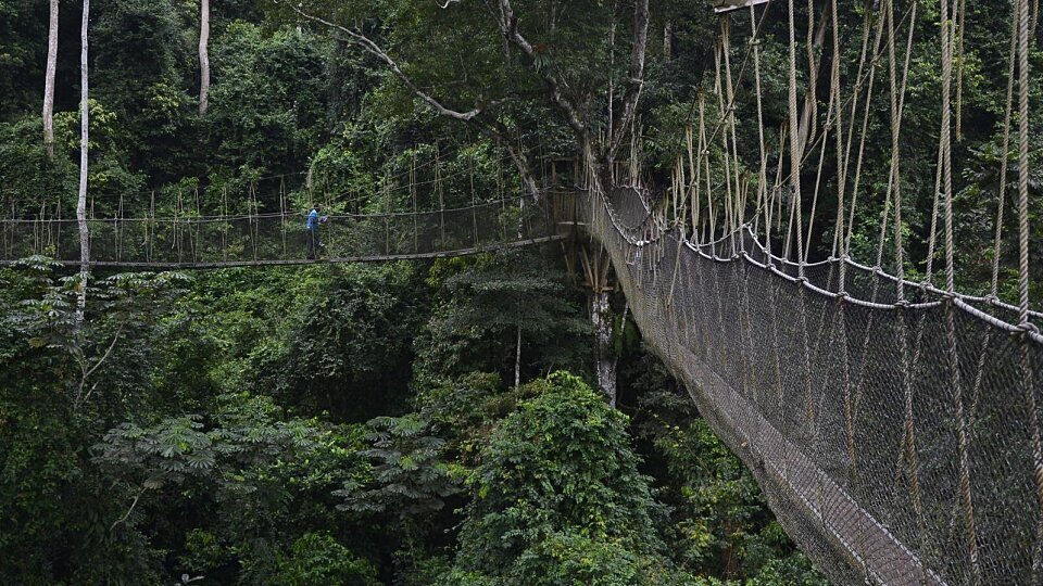 /images/r/kakum-national-park-africa/c960x540/kakum-national-park-africa.jpg