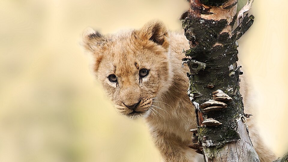 /images/r/lion-565820_1280/c960x540g187-8-1211-584/lion-565820_1280.jpg