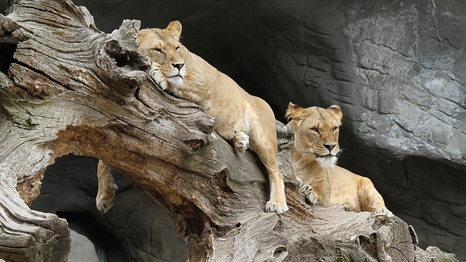 /images/r/lion-989141_1280/c960x540g0-70-1280-790/lion-989141_1280.jpg