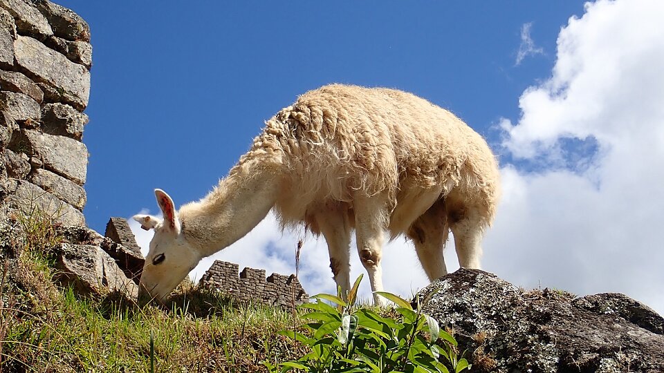 /images/r/machupicchu-5503586_1280/c960x540g0-2-1280-722/machupicchu-5503586_1280.jpg
