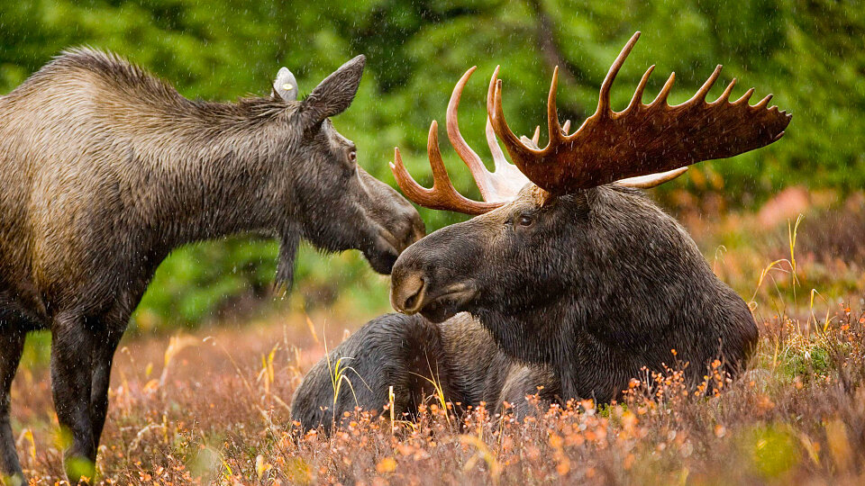 /images/r/moose-591110_1920-2/c960x540g1-108-2048-1260/moose-591110_1920-2.jpg