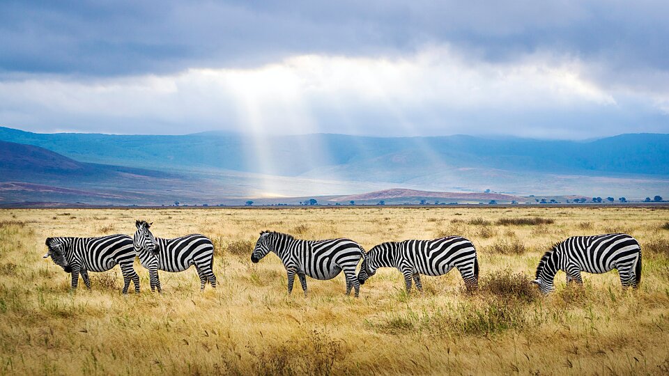 /images/r/ngorongoro-crater/c960x540g1-276-4898-3031/ngorongoro-crater.jpg
