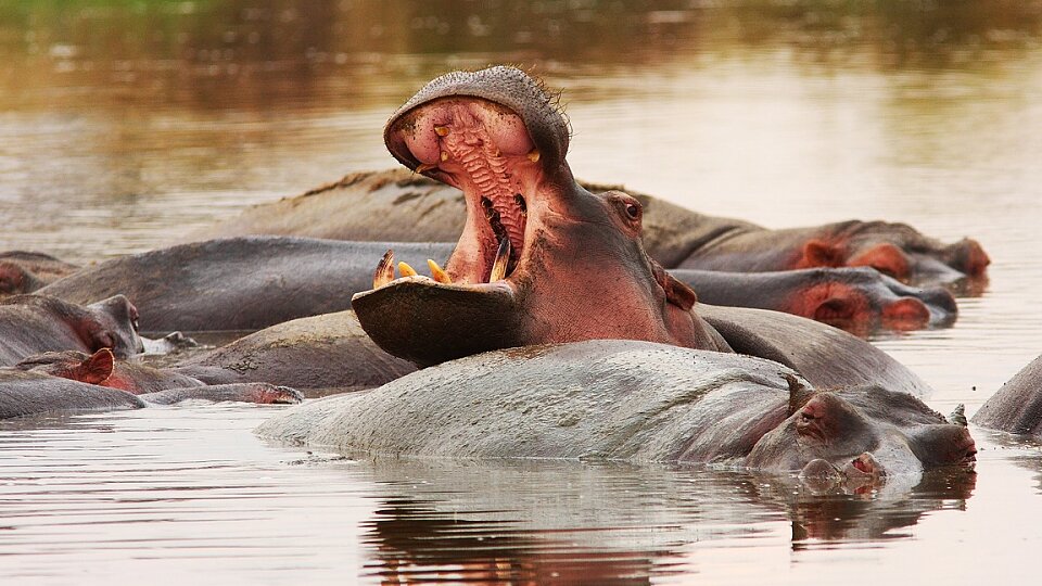 /images/r/safari-3242983_1280/c960x540g8-113-1160-761/safari-3242983_1280.jpg