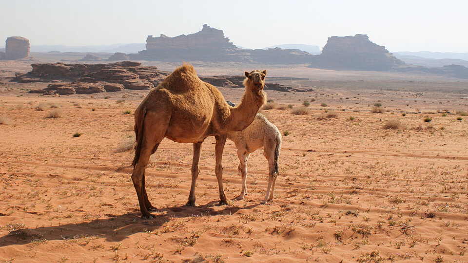 /images/r/saudi-arabia-6/c960x540g193-329-2035-1365/saudi-arabia-6.jpg