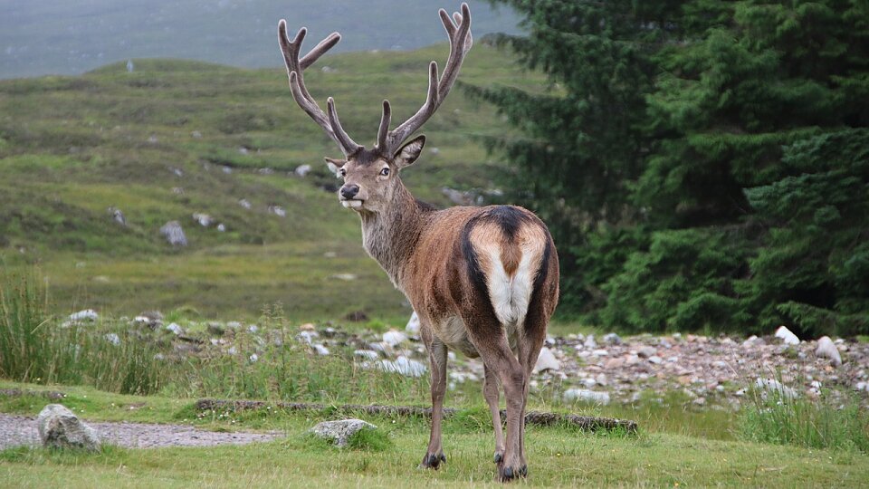 /images/r/scotland-3004028_1280/c960x540g0-127-1280-847/scotland-3004028_1280.jpg