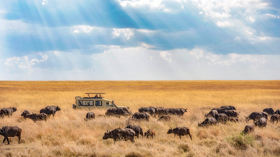 /images/r/serengeti_-tanzania/c960x540g0-115-6016-3498/serengeti_-tanzania.jpg