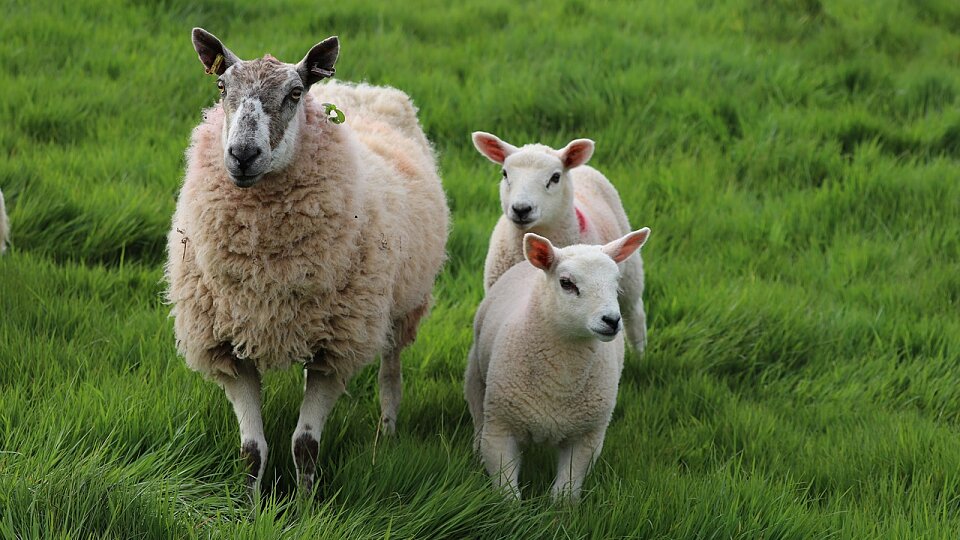 /images/r/sheep-7200918_1280/c960x540g0-114-1280-835/sheep-7200918_1280.jpg