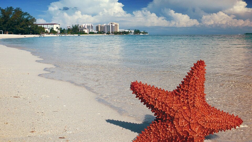 /images/r/starfish-1122849_1280/c960x540g0-100-1280-821/starfish-1122849_1280.jpg