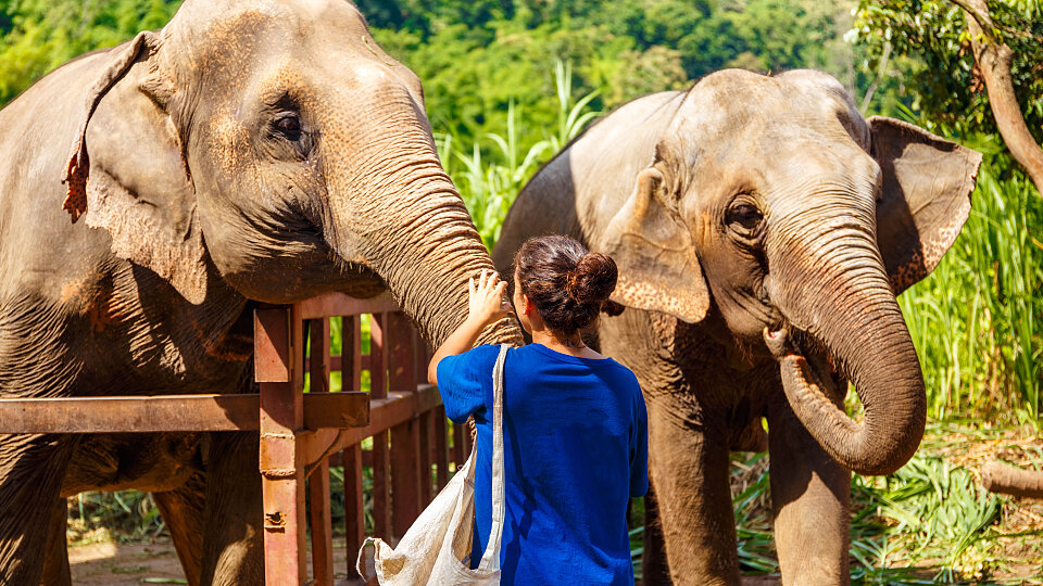 /images/r/thailand-changchill-elephant-experience/c960x540g0-285-5472-3363/thailand-changchill-elephant-experience.jpg