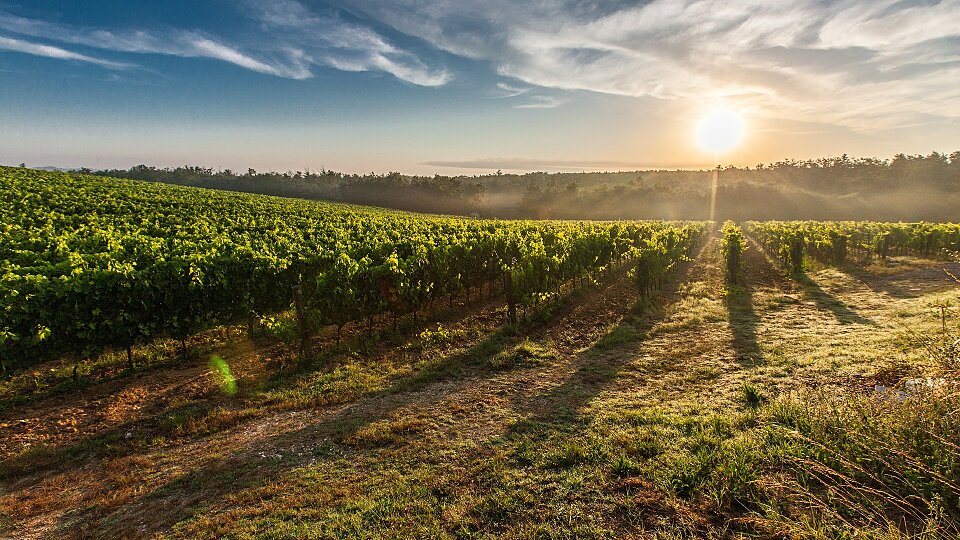 /images/r/vineyard-428041_1920-1/c960x540g0-148-1920-1228/vineyard-428041_1920-1.jpg