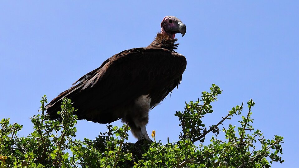 /images/r/wildlife-1536586_1280/c960x540g38-101-1190-749/wildlife-1536586_1280.jpg