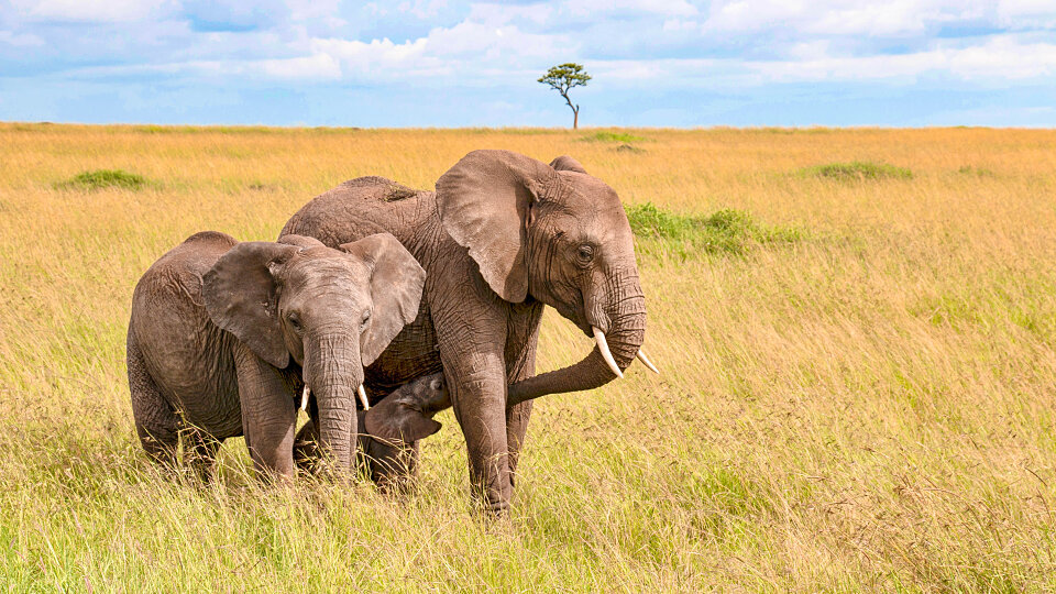 /images/r/wildlife_2/c960x540g0-285-5472-3363/wildlife_2.jpg
