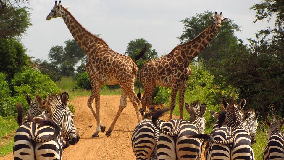 /images/r/zebras-765885_1280/c960x540g0-54-1280-774/zebras-765885_1280.jpg