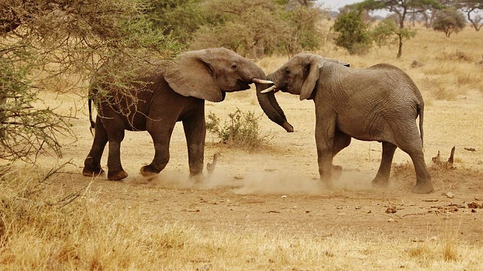 /images/r/elephant-babies-278525_1280/c960x540g0-128-1280-848/elephant-babies-278525_1280.jpg